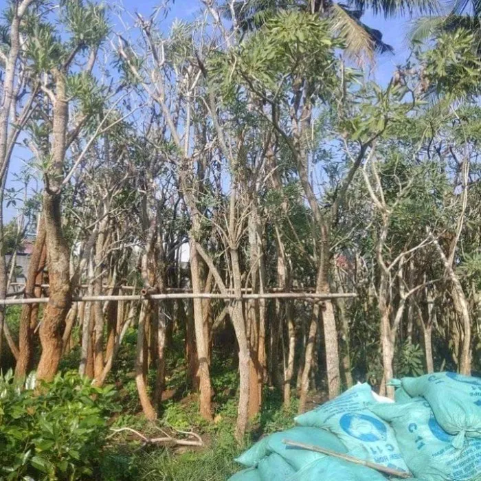 pohon tabebuya batang besar